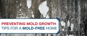 Preventing Mold Growth Tips For A Mold Free Home
