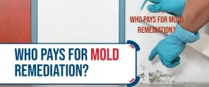 Who Pays For Mold Remediation Understanding Responsibilities And Costs
