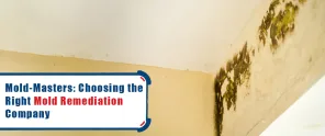 Mold Masters Choosing The Right Mold Remediation Company