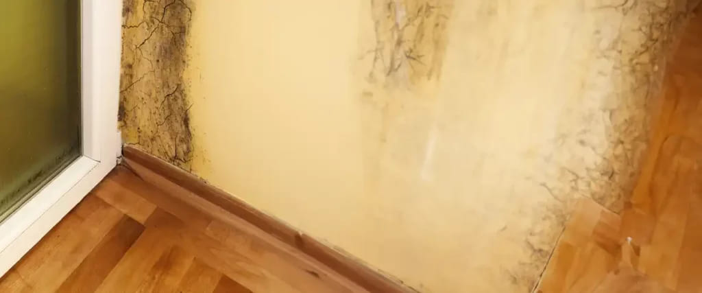 How to Prevent Water Damage Leading to Mold