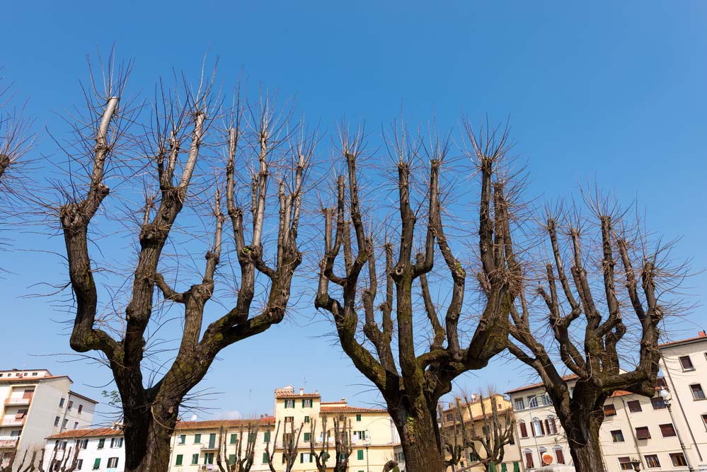 Trimmed Tree