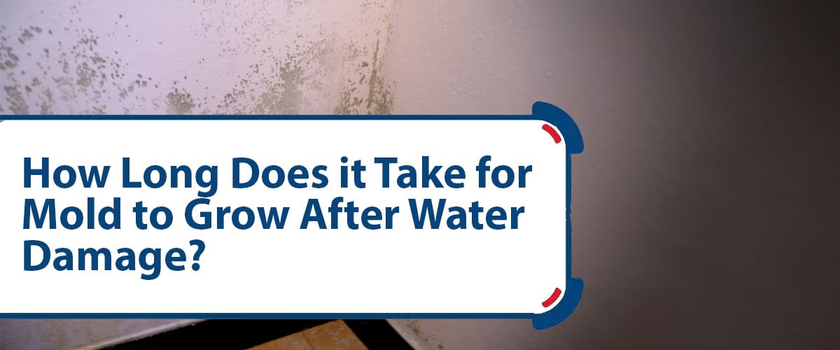 How Long Does It Take For Mold To Grow After Water Damage