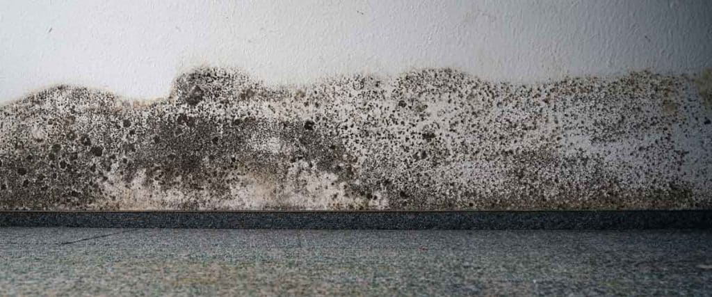 Understanding The Mold Growth Process