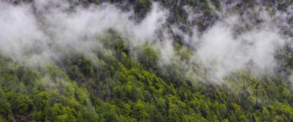 Vegetation Density