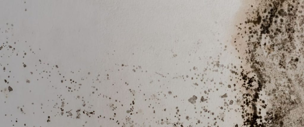 Preventative Measures To Avoid Mold Remediation Costs