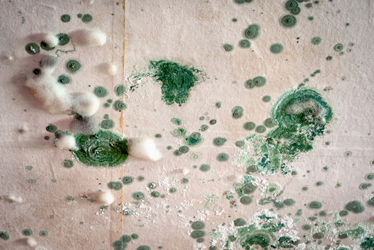 Mold Remediation lenexa