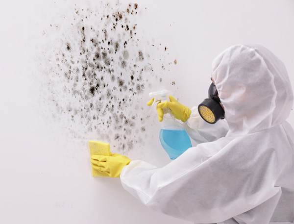 Mold And Mildew Mitigation Taming The Silent Invaders