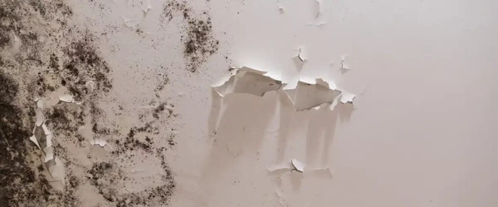 The Price Of Ignoring The Silent Invader7