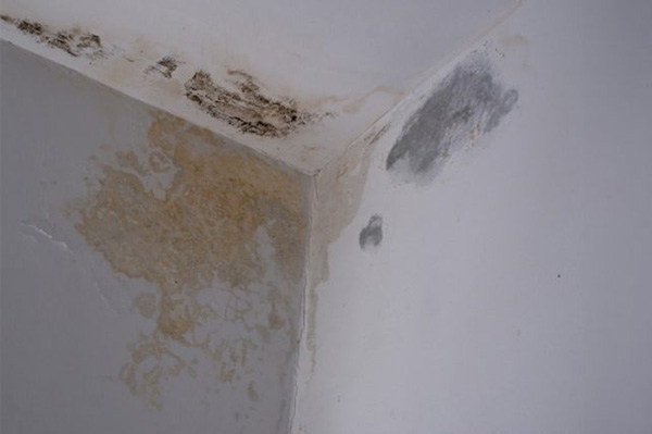 Water Damage Mitigation Swift Solutions For A Watery Crisis