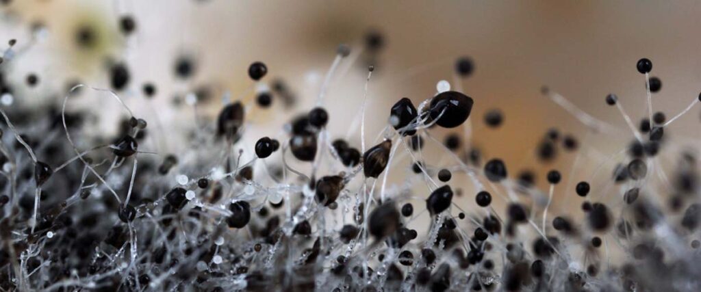 9. What are the risks associated with leaving water damage untreated?