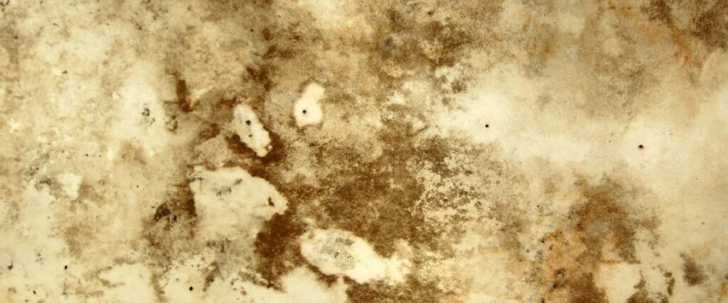 Factors Influencing Mold Growth_