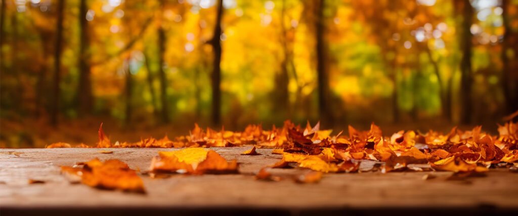Fall Bliss Without Worries