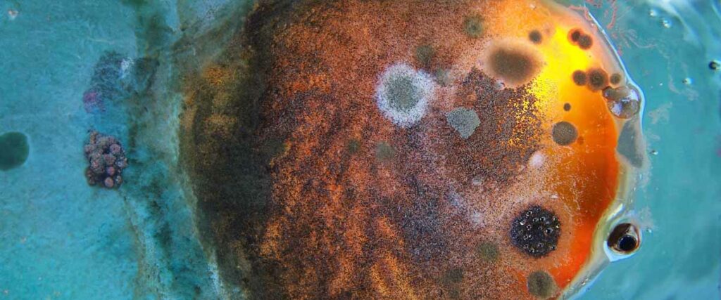How Soon Does Mold Start Growing__