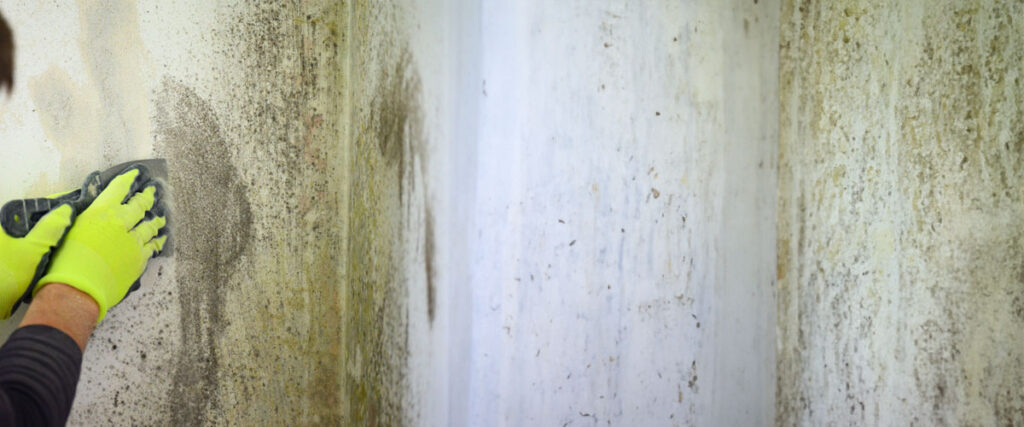 The Need for Professional Mold Remediation