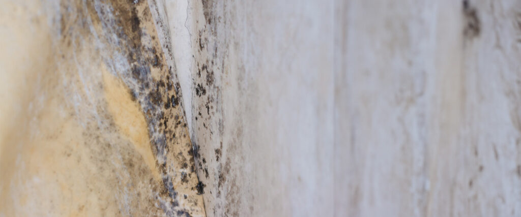 Getting a Comprehensive Mold Assessment