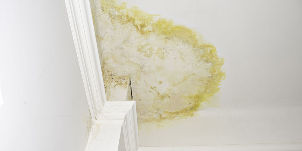 Green Restoration in Water Damage Repair
