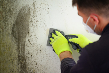 Mold Remediation expert
