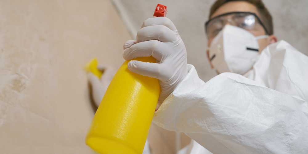 Professional Mold Remediation Services