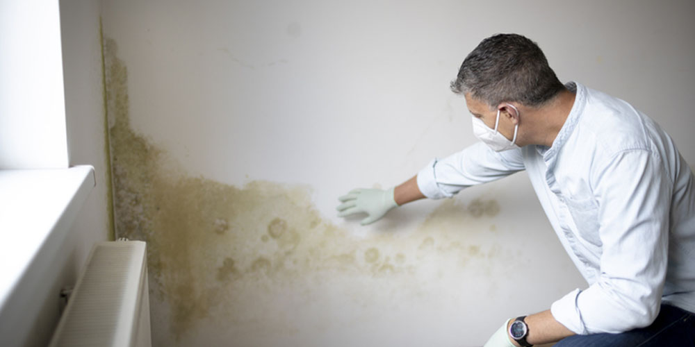 Understanding Mold