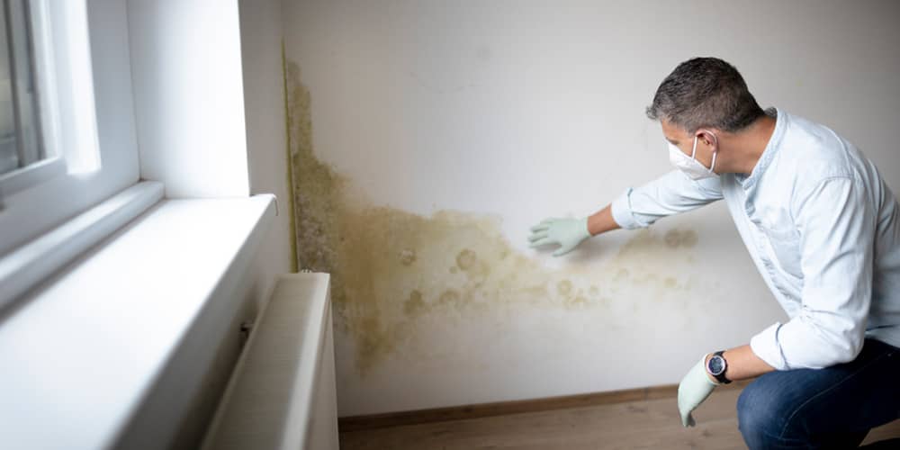 Mold Remediation How To Safely Deal With Mold In Your Property Mold Remediation: How to Safely Deal with Mold in Your Property