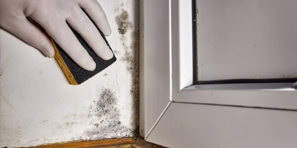 Mold Remediation How To Safely Deal With Mold In Your Property How To Safely Deal With Mold In Your Property4