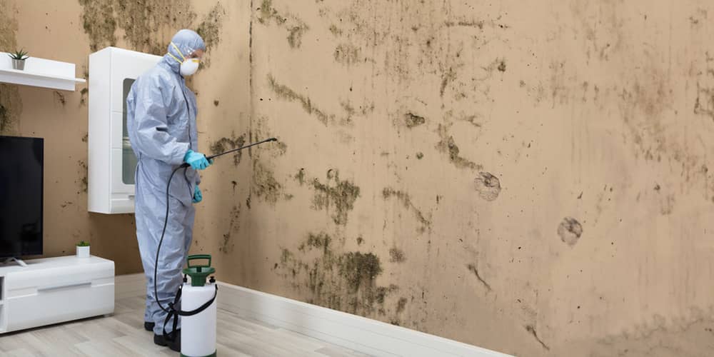 Mold Remediation How To Safely Deal With Mold In Your Property How To Safely Deal With Mold In Your Property6