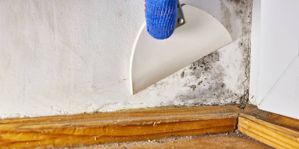 Mold Remediation How To Safely Deal With Mold In Your Property How To Safely Deal With Mold In Your Property8