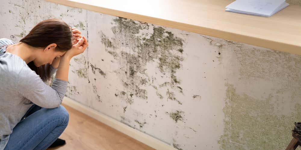 Innovative Mold Remediation Techniques For A Healthy Home