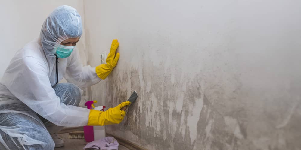 Innovative Mold Remediation Techniques For A Healthy Home4