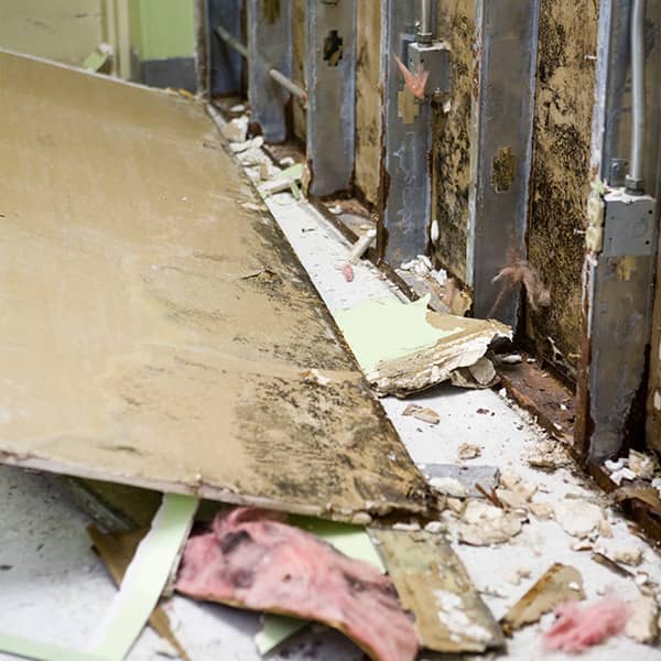 Commercial Mold Damage Restoration